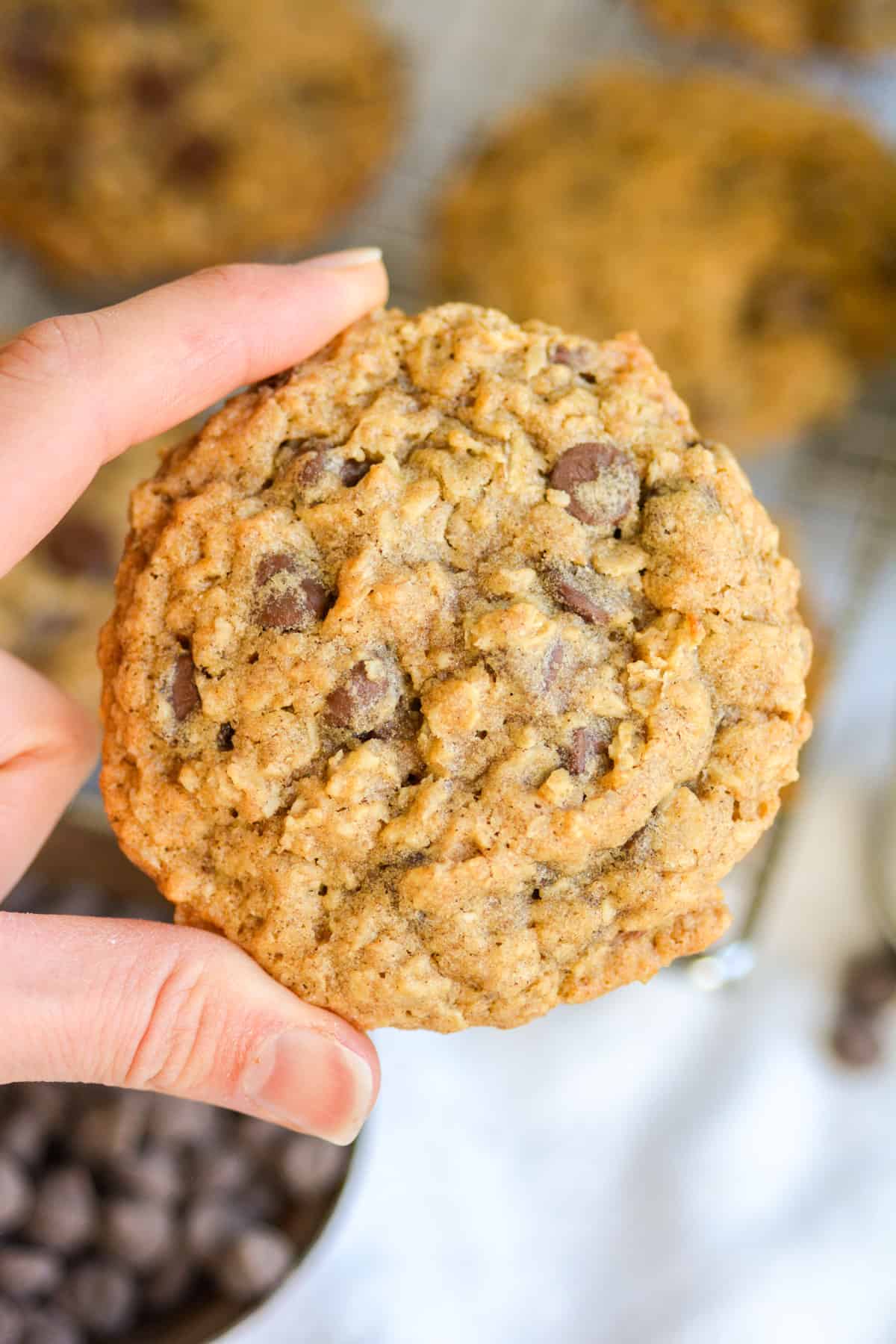 Hand holding a vegan oatmeal chocolate chip cookie.